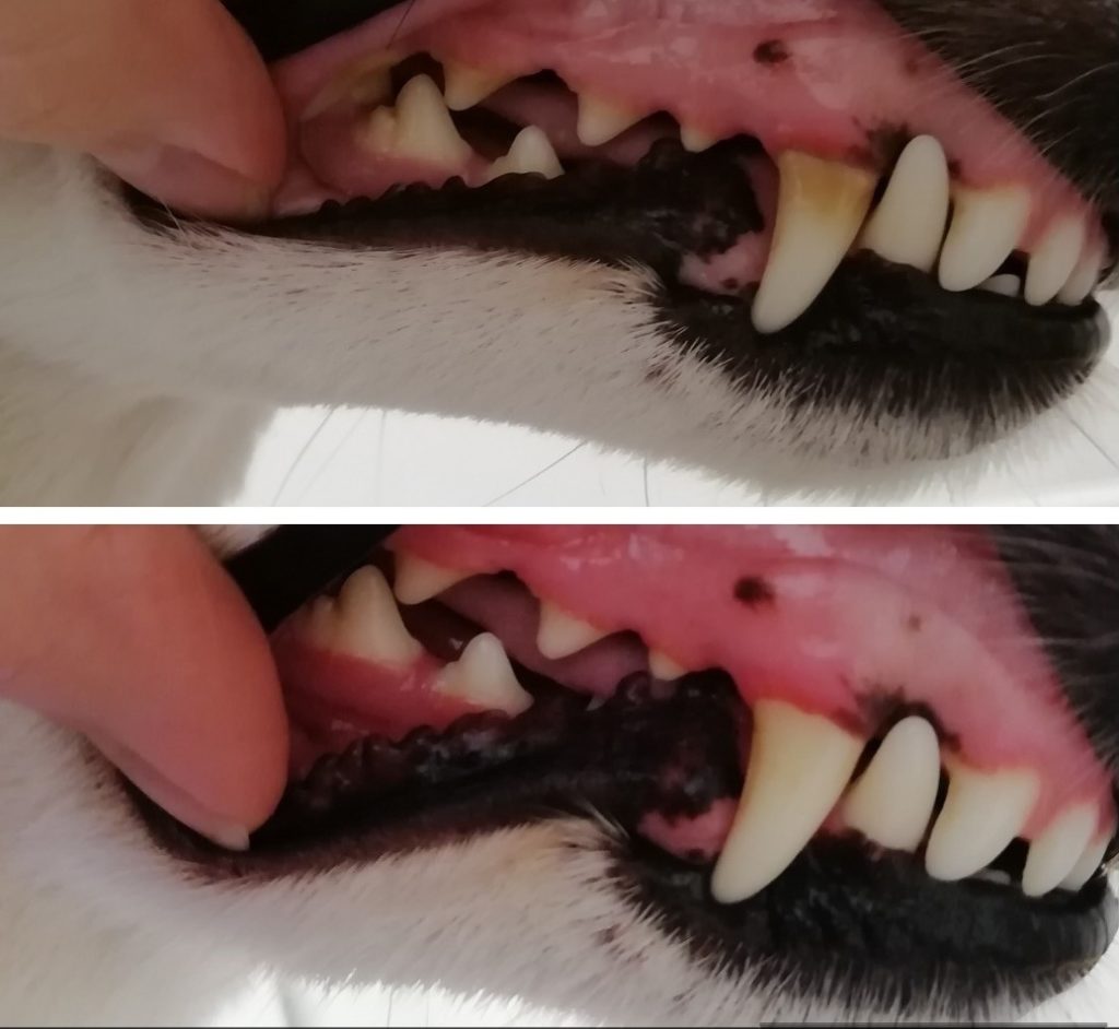 Koiran suun terveys
