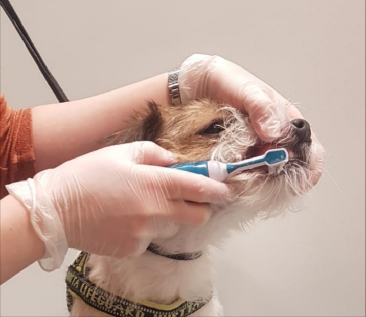 koulutettu koirien emmi-pet hammashoitaja